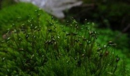 苔藓 在线观看,探索自然之美