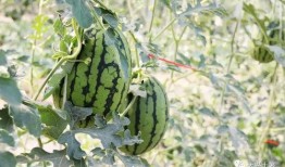 网红吃瓜的意思,揭秘娱乐圈幕后真相